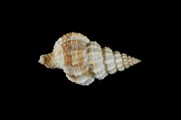 藏品(中華峨螺)的圖片